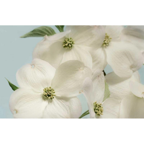 Spring Whites Gold Ornate Wood Framed Art Print with Double Matting by Greenwood, Julie