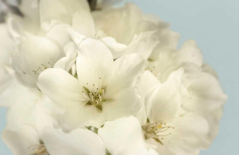 Summer Whites White Modern Wood Framed Art Print with Double Matting by Greenwood, Julie