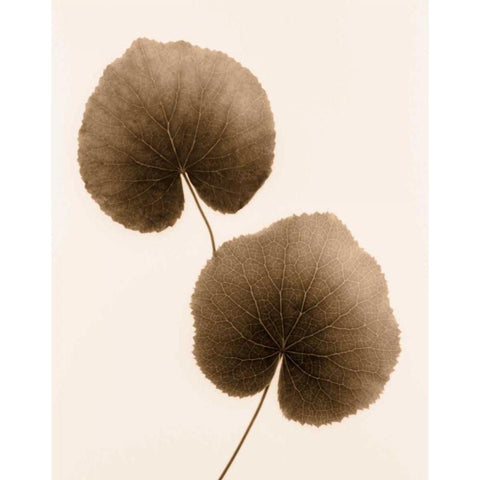 Galax Leaf White Modern Wood Framed Art Print by Greenwood, Julie