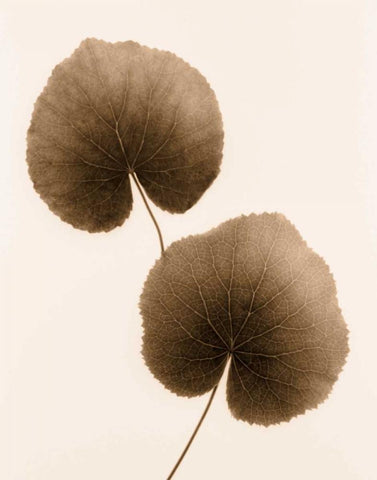 Galax Leaf Black Ornate Wood Framed Art Print with Double Matting by Greenwood, Julie