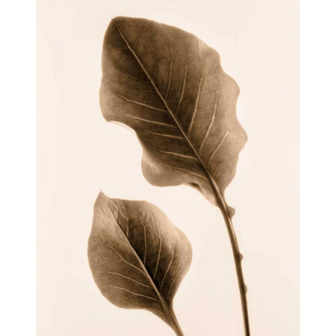 Philodendron Leaf Black Modern Wood Framed Art Print by Greenwood, Julie
