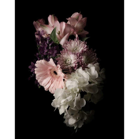 Midnight Gerbera Black Modern Wood Framed Art Print with Double Matting by Greenwood, Julie