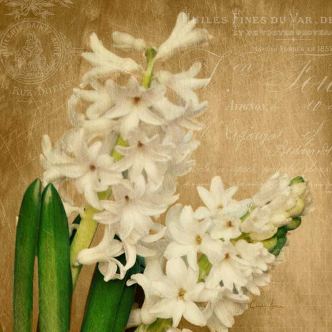 Scent of A Flower Gold Ornate Wood Framed Art Print with Double Matting by Atria, Cristin