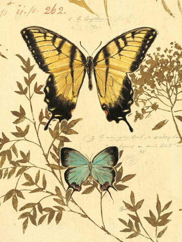 Natures Curiosities 6 White Modern Wood Framed Art Print with Double Matting by Barrett, Chad