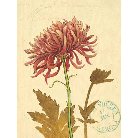 Natures Curiosities 5 Black Modern Wood Framed Art Print with Double Matting by Barrett, Chad