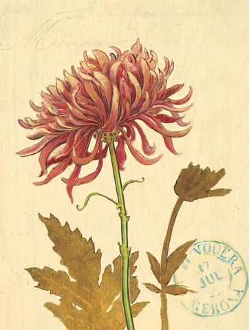 Natures Curiosities 5 White Modern Wood Framed Art Print with Double Matting by Barrett, Chad