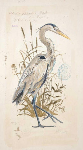 Great Blue Heron White Modern Wood Framed Art Print with Double Matting by Barrett, Chad