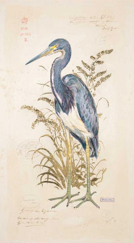Tricolor Heron White Modern Wood Framed Art Print with Double Matting by Barrett, Chad