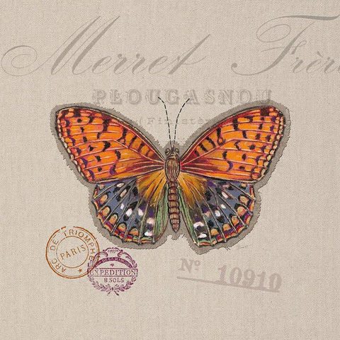 Butterfly Species 1 White Modern Wood Framed Art Print with Double Matting by Barrett, Chad