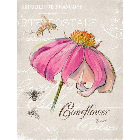 Sketchbook Coneflower  Black Modern Wood Framed Art Print with Double Matting by Barrett, Chad