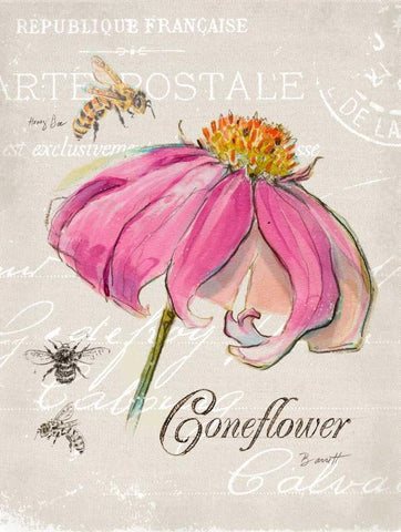 Sketchbook Coneflower  Black Ornate Wood Framed Art Print with Double Matting by Barrett, Chad