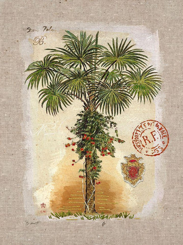 Linen Fan Palm Tree Black Ornate Wood Framed Art Print with Double Matting by Barrett, Chad