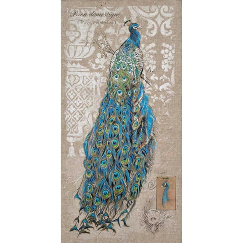 Peacock on Linen 1 Black Modern Wood Framed Art Print with Double Matting by Barrett, Chad