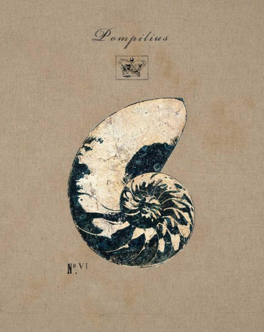 Vintage Linen Nautilus Black Ornate Wood Framed Art Print with Double Matting by Regina Andrew Design