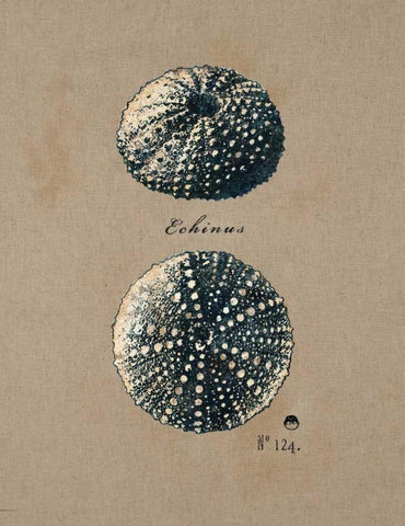 Vintage Linen Sea Urchin Black Ornate Wood Framed Art Print with Double Matting by Regina Andrew Design