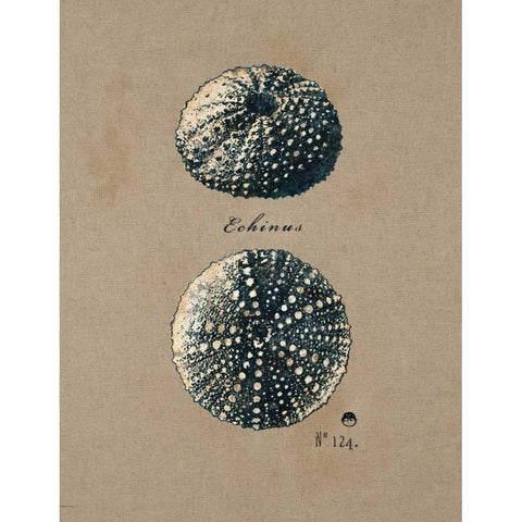 Vintage Linen Sea Urchin White Modern Wood Framed Art Print by Regina Andrew Design