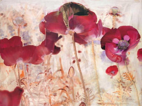 Dreamtime Poppies  White Modern Wood Framed Art Print with Double Matting by Theodosiou, Matina
