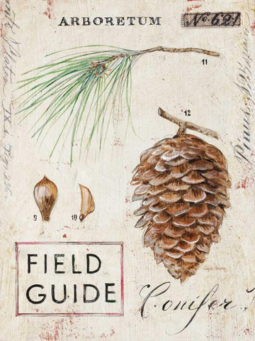 Natures Pinecone Black Ornate Wood Framed Art Print with Double Matting by Staehling, Angela