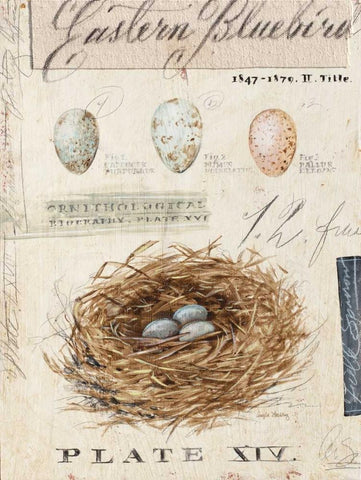 Natures Nest Black Ornate Wood Framed Art Print with Double Matting by Staehling, Angela