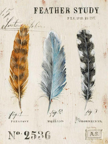 Natures Feathers Black Ornate Wood Framed Art Print with Double Matting by Staehling, Angela