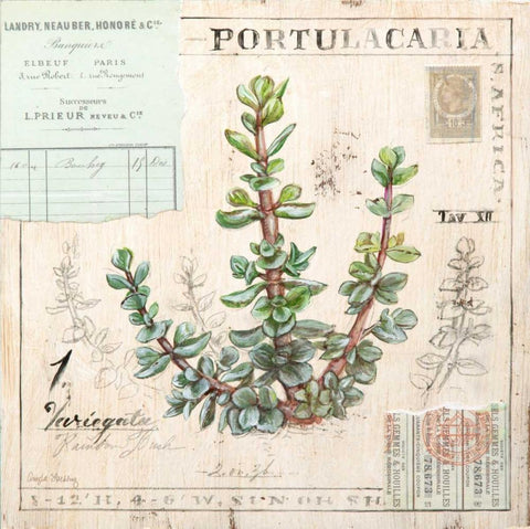Portulacaria-Sketchbook White Modern Wood Framed Art Print with Double Matting by Staehling, Angela