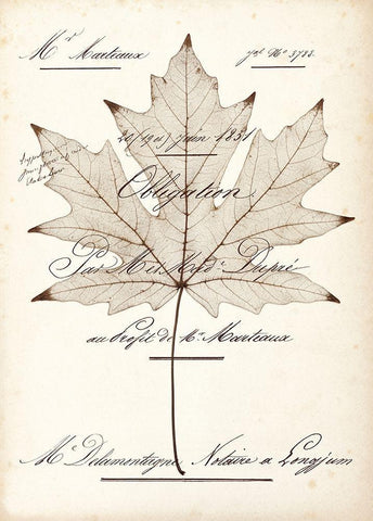 Maple Document White Modern Wood Framed Art Print with Double Matting by Morey, Booker