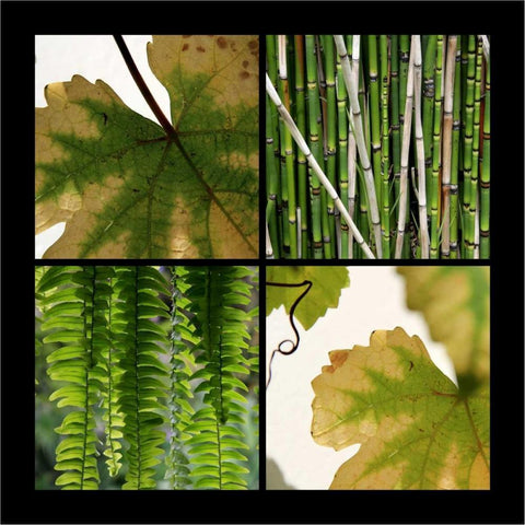 Nature Shapes Gold Ornate Wood Framed Art Print with Double Matting by Rauscher, Michel