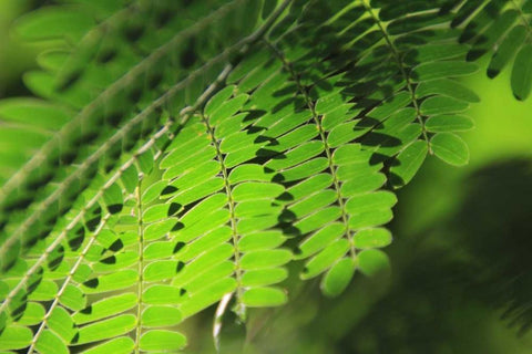 Fresh Green 1 Black Ornate Wood Framed Art Print with Double Matting by Rauscher, Michel