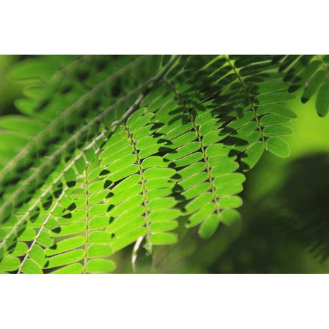 Fresh Green 1 Black Modern Wood Framed Art Print by Rauscher, Michel