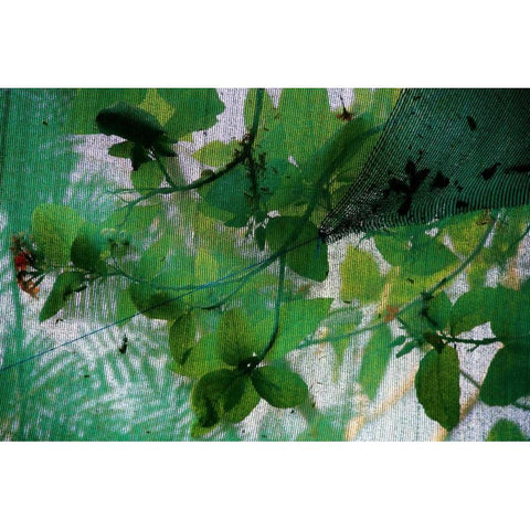 Fresh Green 2 Black Modern Wood Framed Art Print by Rauscher, Michel