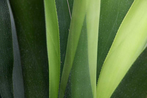 Fresh Green 4 Black Ornate Wood Framed Art Print with Double Matting by Rauscher, Michel