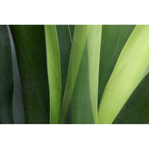 Fresh Green 4 White Modern Wood Framed Art Print by Rauscher, Michel