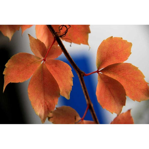 Red Autumn 2 White Modern Wood Framed Art Print by Rauscher, Michel