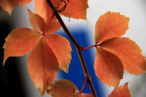 Red Autumn 2 Black Ornate Wood Framed Art Print with Double Matting by Rauscher, Michel