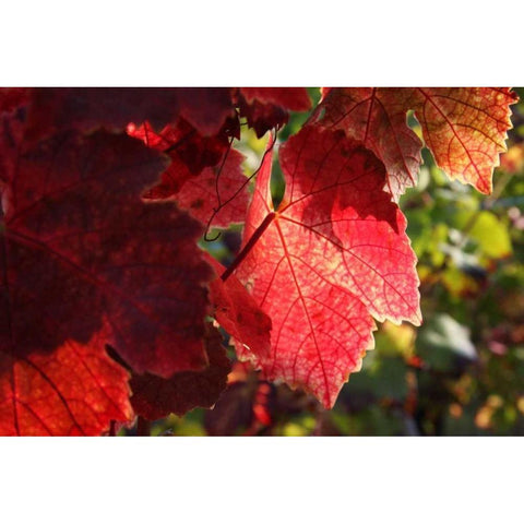 Red Autumn 4 White Modern Wood Framed Art Print by Rauscher, Michel