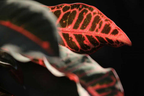 Global Vessel 4 Black Ornate Wood Framed Art Print with Double Matting by Rauscher, Michel