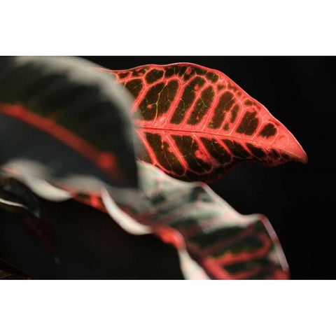 Global Vessel 4 Black Modern Wood Framed Art Print with Double Matting by Rauscher, Michel