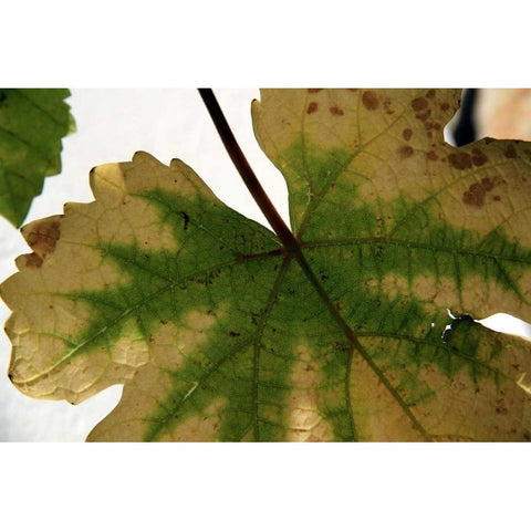 Nature Shapes 1 White Modern Wood Framed Art Print by Rauscher, Michel