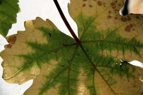 Nature Shapes 1 White Modern Wood Framed Art Print with Double Matting by Rauscher, Michel