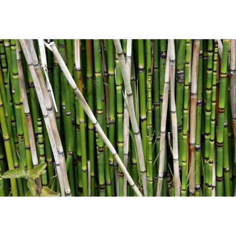 Nature Shapes 2 White Modern Wood Framed Art Print by Rauscher, Michel