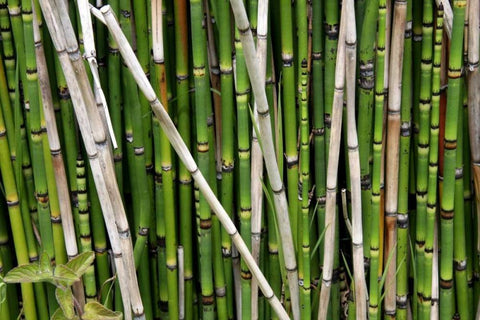 Nature Shapes 2 Black Ornate Wood Framed Art Print with Double Matting by Rauscher, Michel