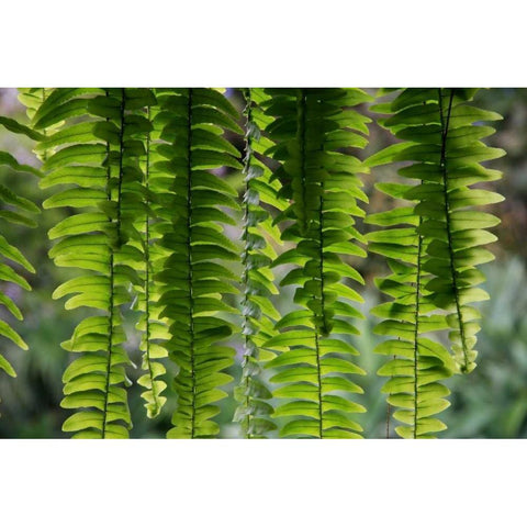 Nature Shapes 3 White Modern Wood Framed Art Print by Rauscher, Michel