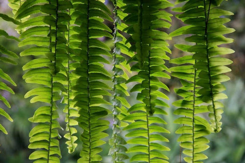 Nature Shapes 3 White Modern Wood Framed Art Print with Double Matting by Rauscher, Michel