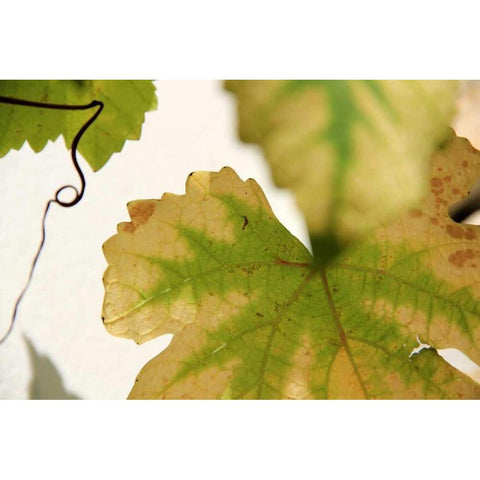 Nature Shapes 4 White Modern Wood Framed Art Print by Rauscher, Michel