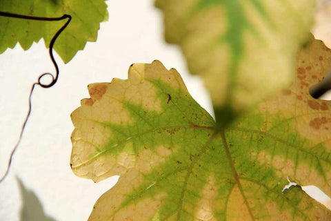 Nature Shapes 4 White Modern Wood Framed Art Print with Double Matting by Rauscher, Michel