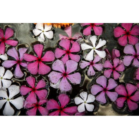 Floral Pond 1 Black Modern Wood Framed Art Print by Rauscher, Michel