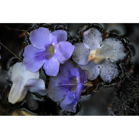 Floral Pond 2 Gold Ornate Wood Framed Art Print with Double Matting by Rauscher, Michel