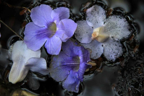 Floral Pond 2 Black Ornate Wood Framed Art Print with Double Matting by Rauscher, Michel