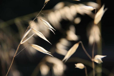 Moonlight Enchantment 3 White Modern Wood Framed Art Print with Double Matting by Rauscher, Michel