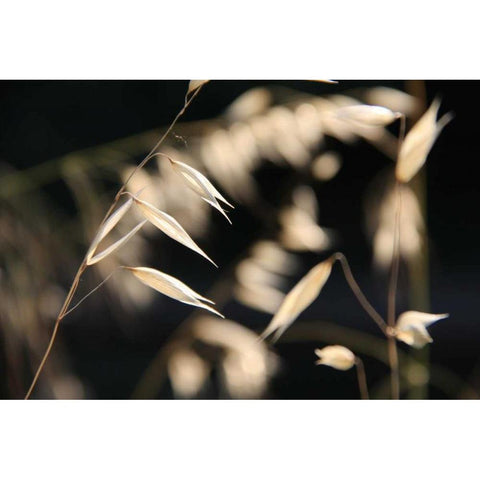 Moonlight Enchantment 3 White Modern Wood Framed Art Print by Rauscher, Michel